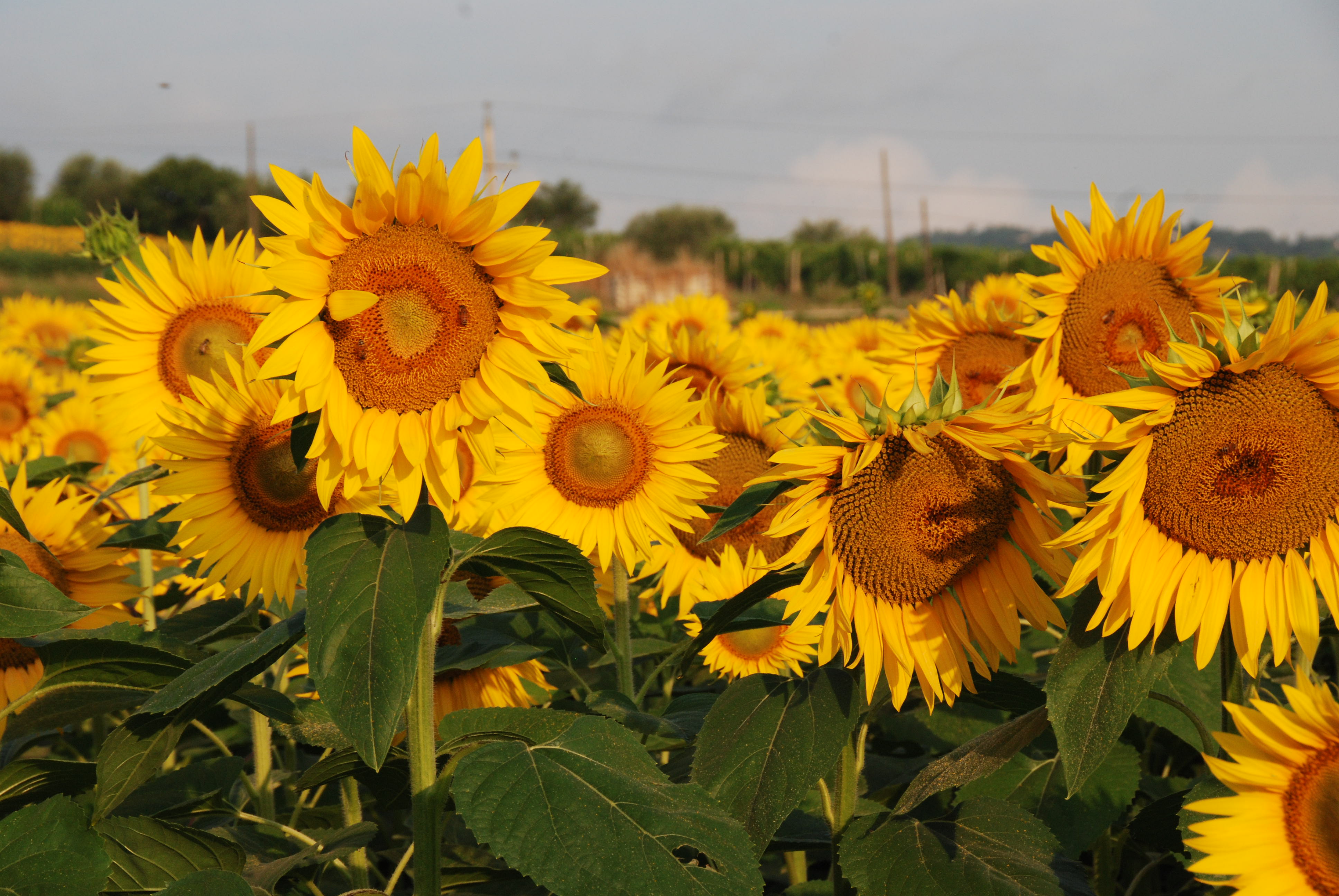 Girasoli